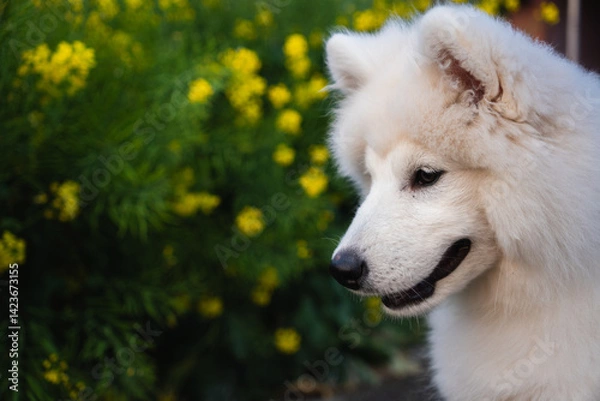 Obraz 散歩中の犬