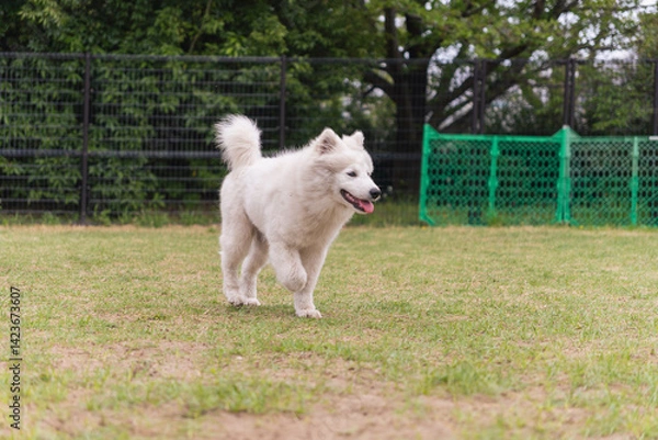 Obraz 初めてのドッグラン