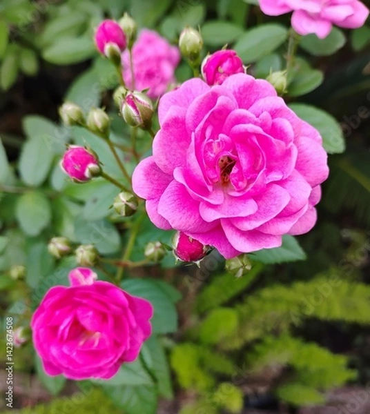 Fototapeta Photograph of a pink rose in garden 