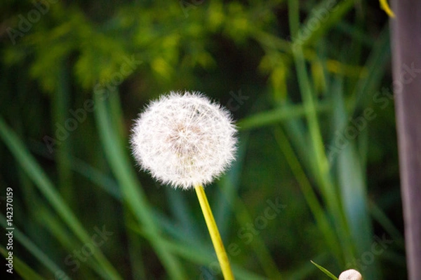 Obraz dandelion