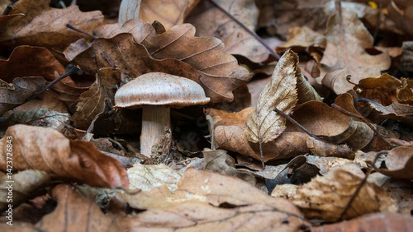 Fototapeta Small decaying mushrooms surrounded with dry leaves close up, deciduous forest floor in autumn