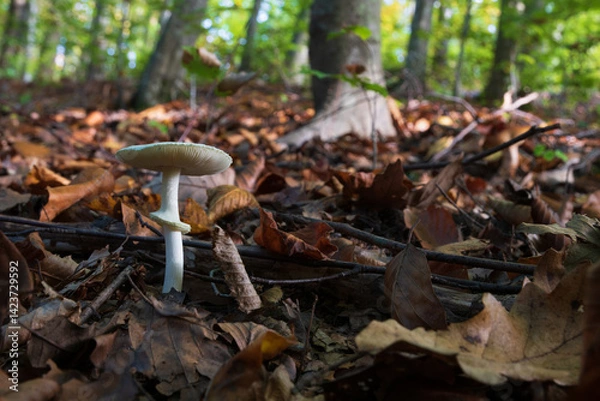 Fototapeta Mushroom in deciduous forest close up, probably amanita verna or fool's mushroom, deadly species