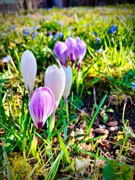 Fototapeta spring crocus flowers