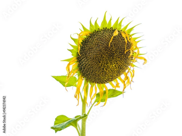 Obraz Wilted sunflower