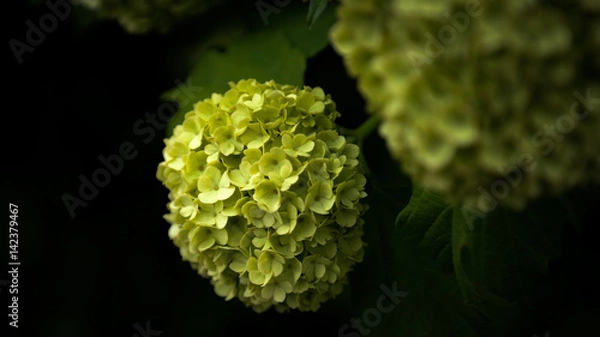 Fototapeta Schneeball