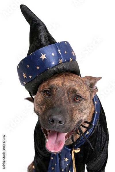 Obraz wizard dog