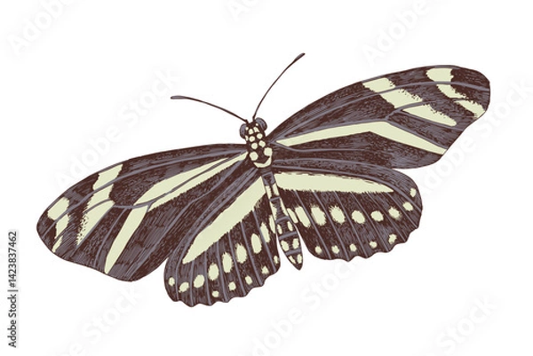 Fototapeta Zebra longwing butterfly hand drawn vector