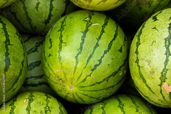 Obraz Green watermelons form a background of irregular fruit texture in a Laos market