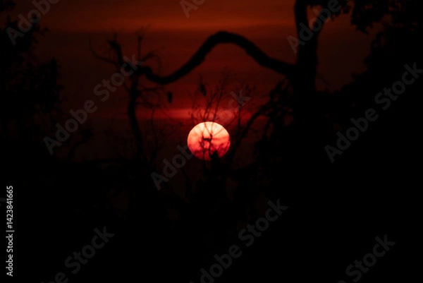 Obraz The sun and the sunset light, filtering through the branches of a tree silhouette, in Laos, near the Mekong