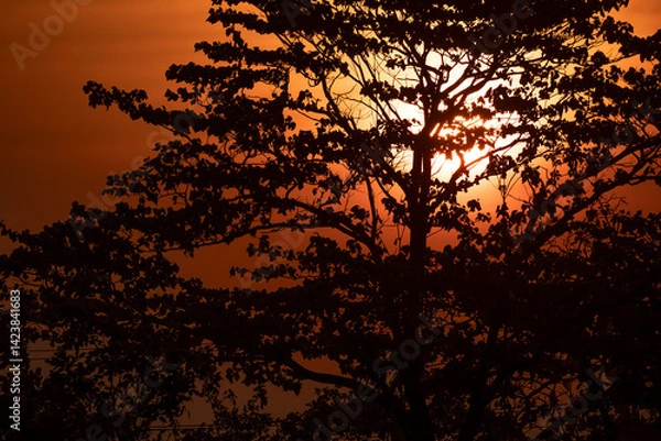 Obraz Sunset light, filtering through the branches of a tree silhouette, in Laos, near the Mekong