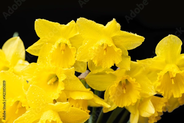Fototapeta bouquet of yellow daffodils