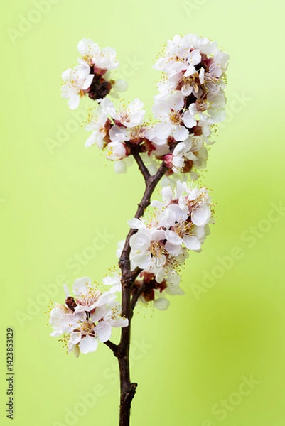 Fototapeta branch with apricot flowers