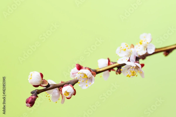 Fototapeta branch with apricot flowers