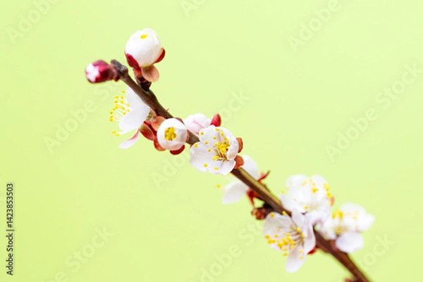 Fototapeta branch with apricot flowers