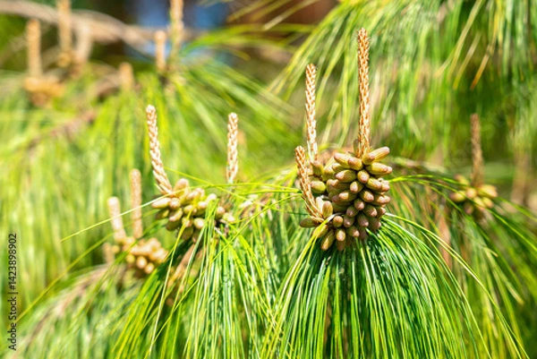 Obraz Male pine cones with pollen on coniferous branch of wild forest tree sway in breeze