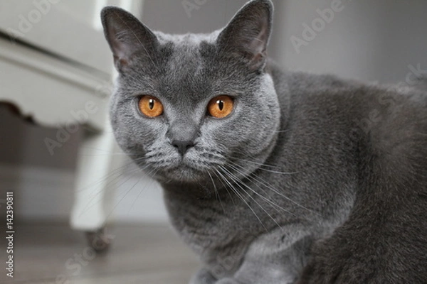 Obraz Chartreux