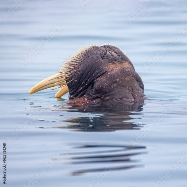 Obraz Adult walrus, Odobenus rosmarus, swimming in the Arctic Ocean, Sarrstangen off the coast of Svalbard. Closeup showing the face emerging from the water.