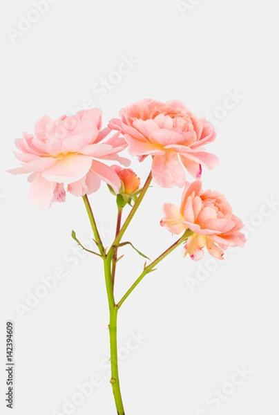 Fototapeta Old fashioned pastel peach garden roses with flowers and stem