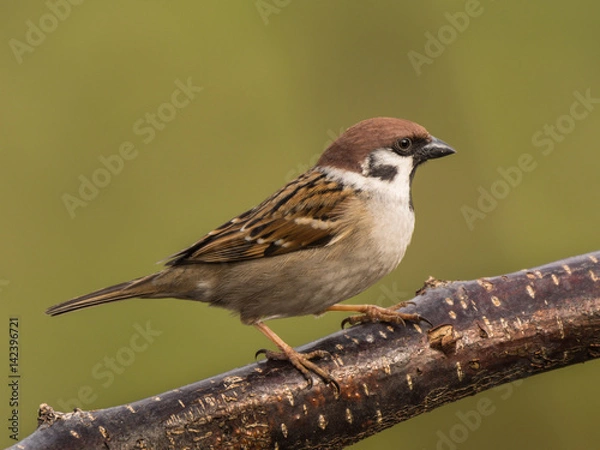 Obraz Eurasian tree sparrow