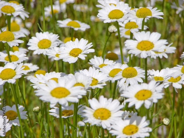 Obraz alpine flowers