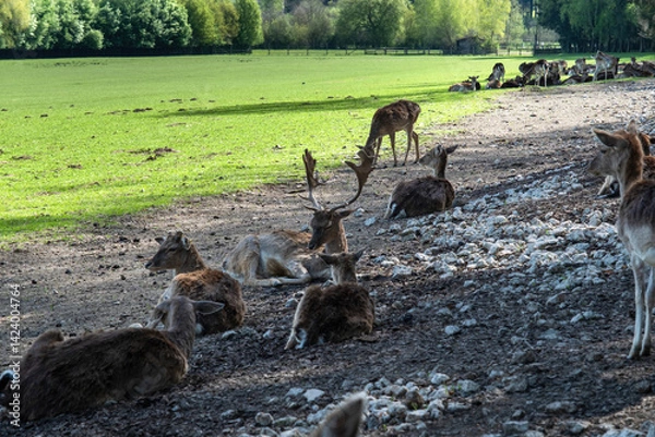 Fototapeta Large herd of deer and roe deer resting on green meadow in scenic Bavaria. A tranquil nature scene perfect for wildlife, editorial, travel, or environmental concepts