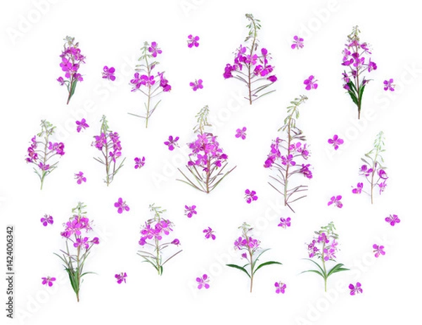 Fototapeta Pink flowers Chamerion angustifolium ( fireweed, great willowherb, rosebay willowherb ) on a white background. Top view, flat lay