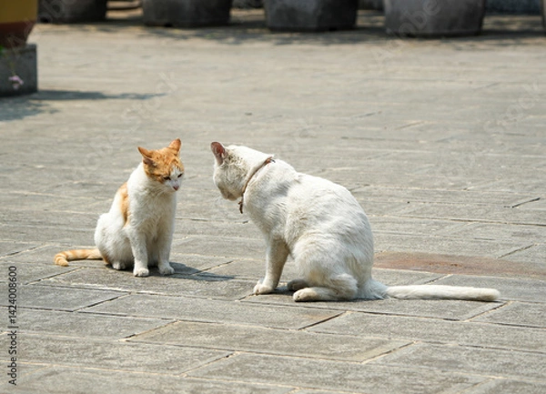Obraz Cats fighting