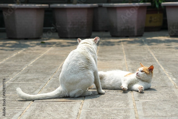 Obraz Cats fighting
