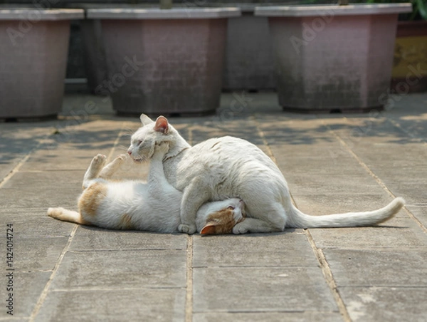 Obraz Cats fighting