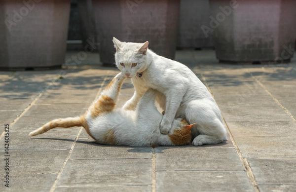 Obraz Cats fighting