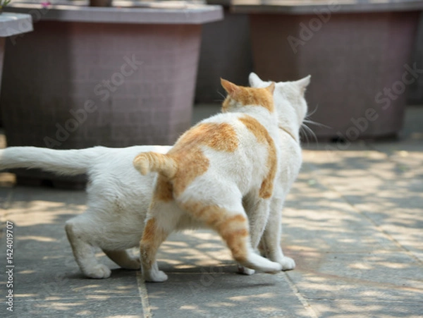 Obraz Cats fighting