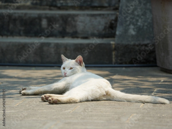 Obraz Cats fighting