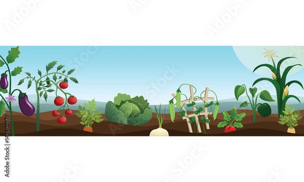 Obraz Vector Vegetable Garden Header Illustration