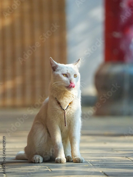 Obraz Cats fighting