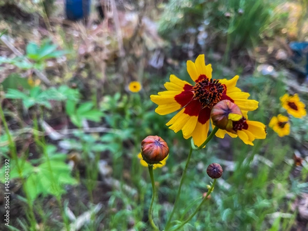Obraz Beautiful yellow colour flower, Coreopsis tinctoria, commonly known as plains coreopsis, garden tickseed, golden tickseed, or calliopsis, is an annual forb.
