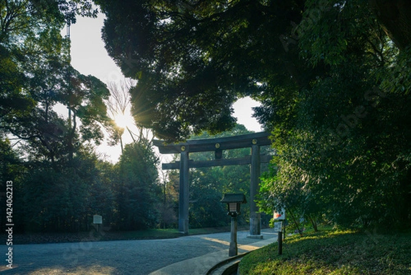 Obraz  明治神宮の参道に差し込む美しい光と鳥居の風景