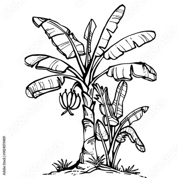 Obraz Handdrawn banana tree drawing⁠
