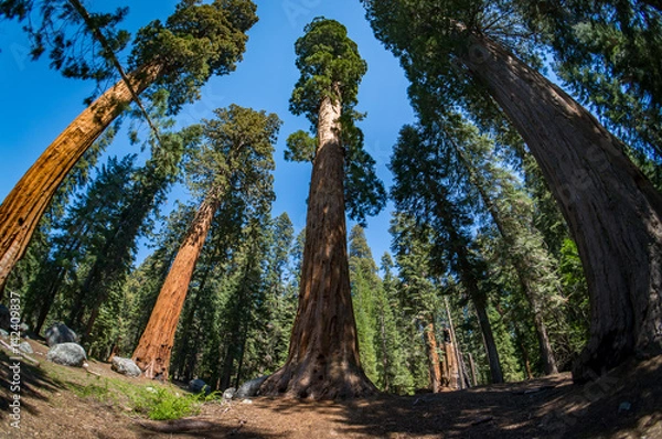 Fototapeta Giant sequoia trees in Sequoia National Park, California, USA.