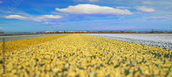 Fototapeta A train passes by blooming fields in the Netherlands. Beautiful tulip fields in spring