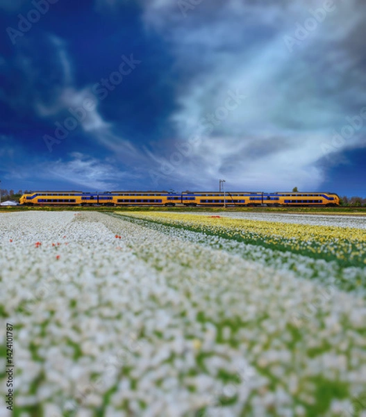 Fototapeta A train passes by blooming fields in the Netherlands. Beautiful tulip fields in spring