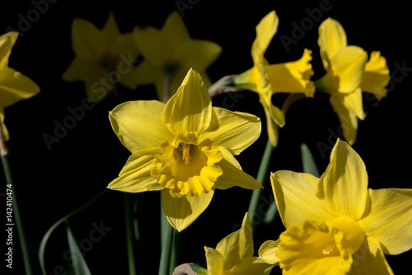 Obraz Osterglocken 1