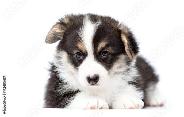 Obraz cute dog pet corgi listening with ear on white background