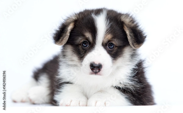 Obraz dog pet corgi on white background