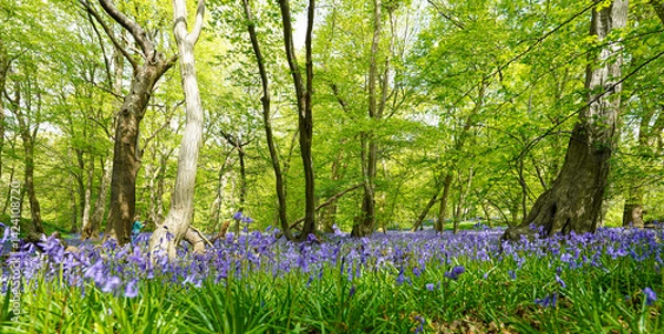 Fototapeta Bluebells in Bloom in Woodland Forest Spring Flowers