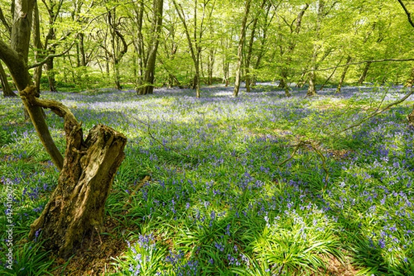 Fototapeta Bluebells in Bloom in Woodland Forest Spring Flowers