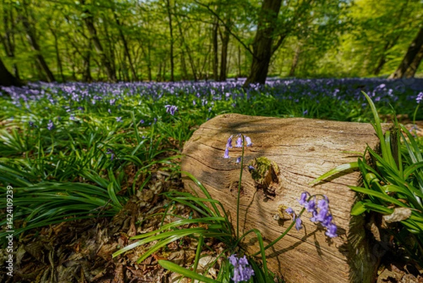 Fototapeta Bluebells in Bloom in Woodland Forest Spring Flowers