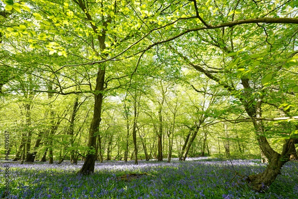 Fototapeta Bluebells in Bloom in Woodland Forest Spring Flowers