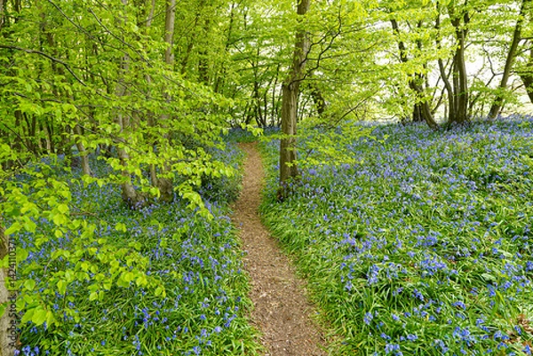 Fototapeta Path through Bluebell Flowers in Bloom in Woodland Spring