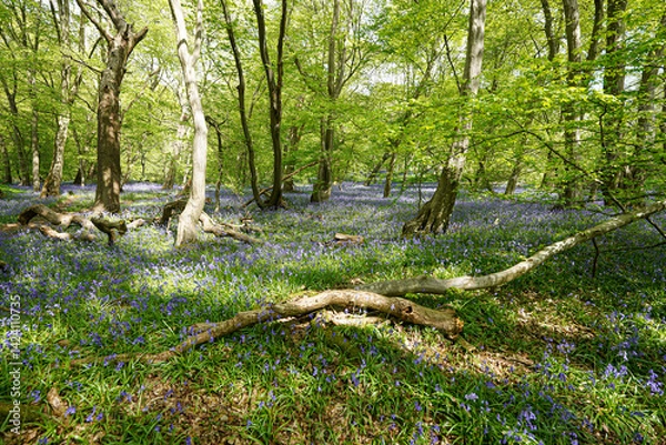 Fototapeta Bluebells in Bloom in Woodland Forest Spring Flowers