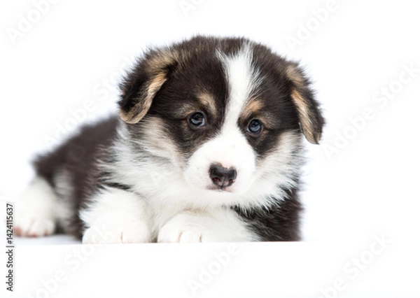 Obraz cute puppy pet corgi on white background
